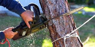 Best Stump Grinding and Removal  in Muscoy, CA