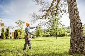 Best Tree Disease Treatment  in Muscoy, CA
