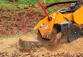 Best Tree Risk Assessment  in Muscoy, CA
