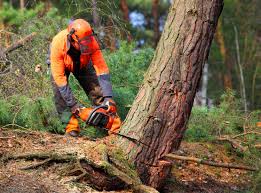 Best Tree Mulching  in Muscoy, CA
