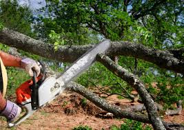 Best Hazardous Tree Removal  in Muscoy, CA