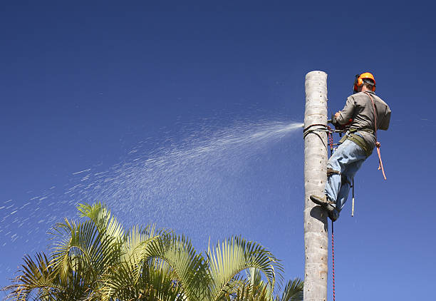 Best Tree Maintenance Programs  in Muscoy, CA