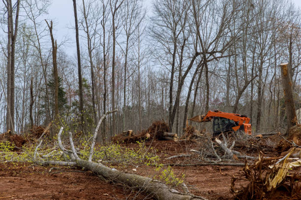 Best Emergency Tree Removal  in Muscoy, CA