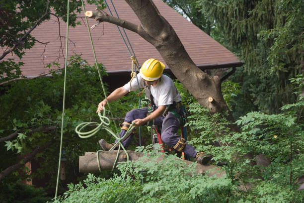 Best Tree Health Inspection  in Muscoy, CA