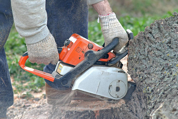 Best Soil Testing and Treatment  in Muscoy, CA