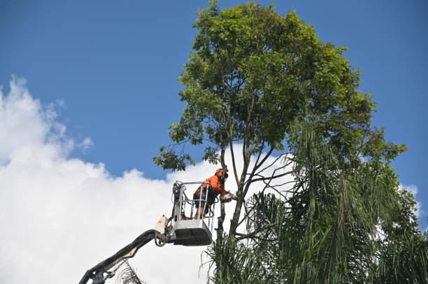 Best Tree and Shrub Care  in Muscoy, CA