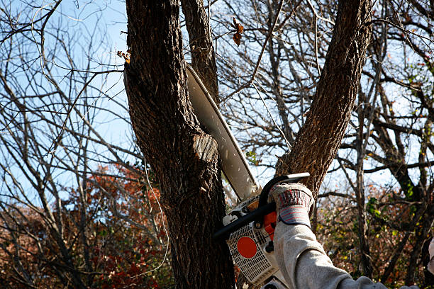 Muscoy, CA Tree Care Company