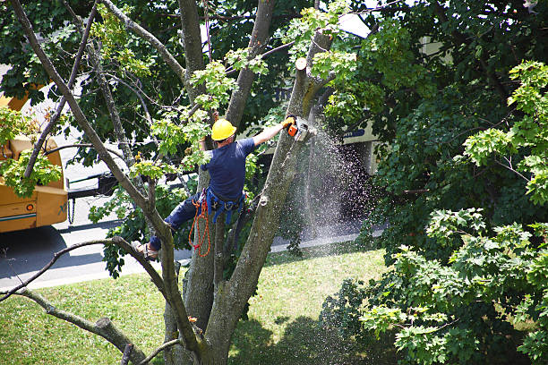 How Our Tree Care Process Works  in  Muscoy, CA