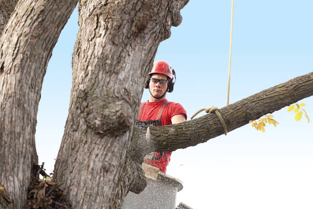 Best Arborist Consultation Services  in Muscoy, CA